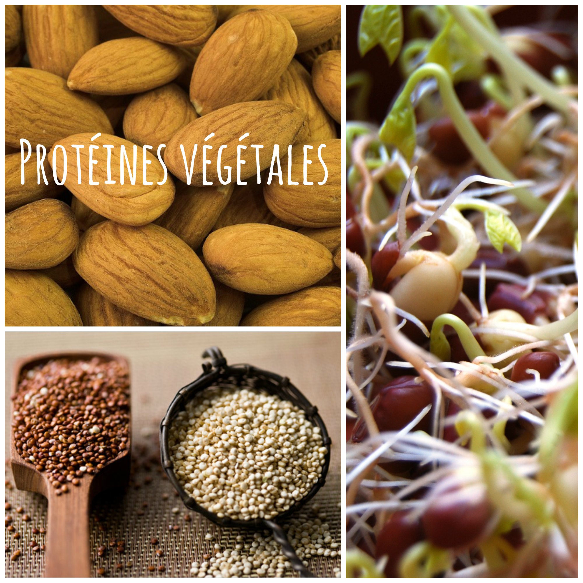 Pourquoi manger des protéines végétales ? - La Vie Claire